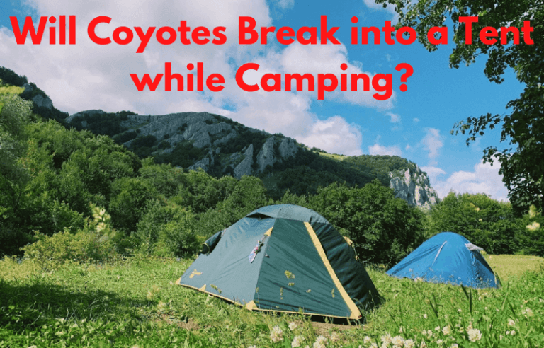 6 Tips to Keep Coyotes Away from Your Tent!