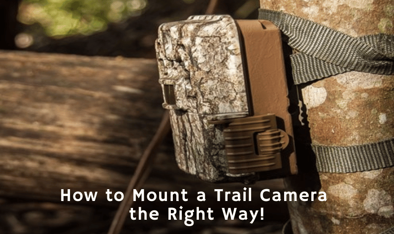 How to Mount a Trail Camera the Right Way!
