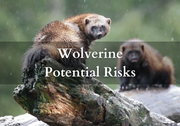 Are Wolverines Dangerous 2