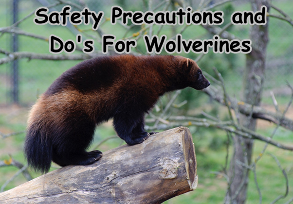 Are Wolverines Dangerous 3