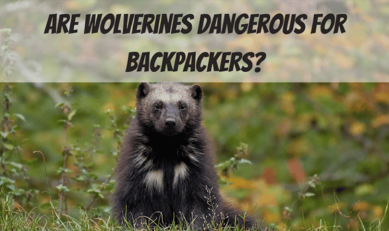 Are Wolverines Dangerous for backpackers