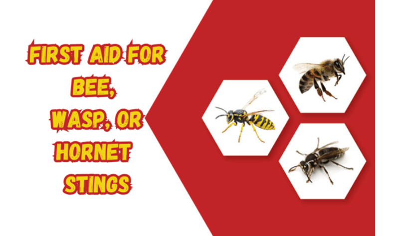 How Identifying Bees Wasps Hornets 2