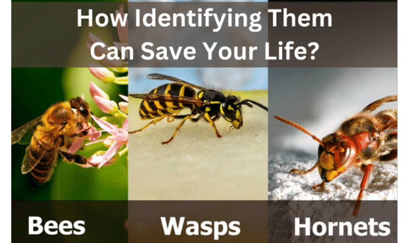 How Identifying Bees, Wasps, Hornets