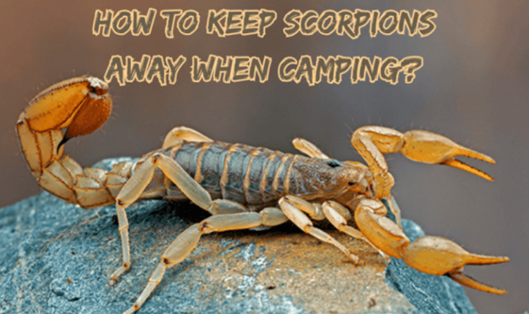 How To Keep Scorpions Away When Camping