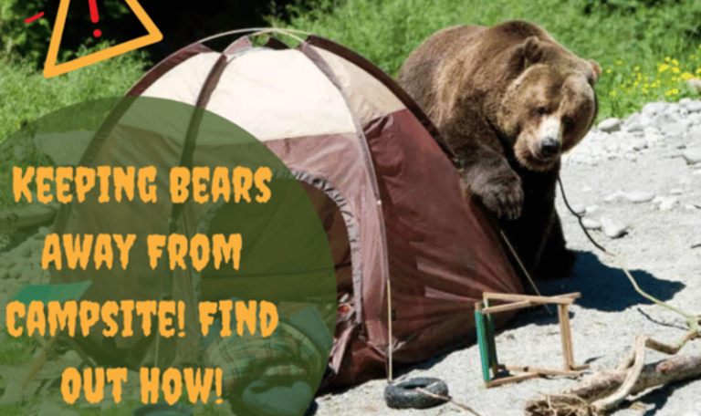 How to Keep Bears Away From Campsite