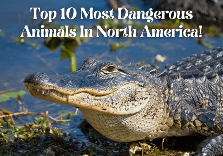 Top 10 Most Dangerous Animals In North America 2