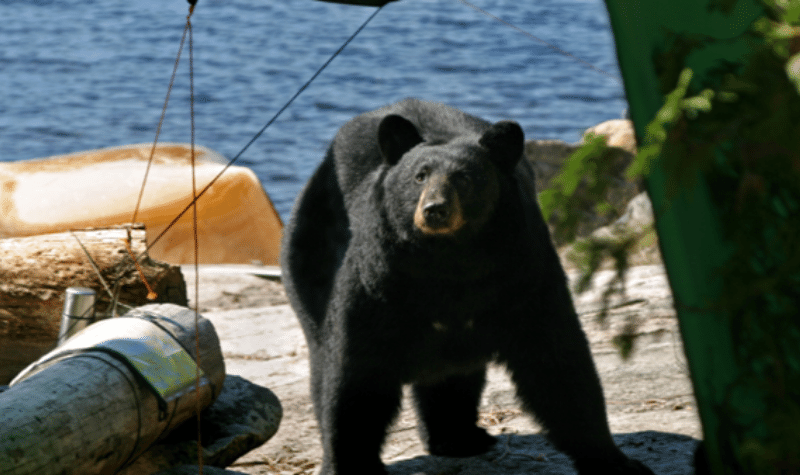 What To Do If There Is A Grizzly Bear Outside Your Tent 1