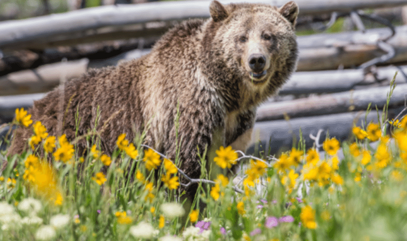 What To Do If There Is A Grizzly Bear Outside Your Tent 3
