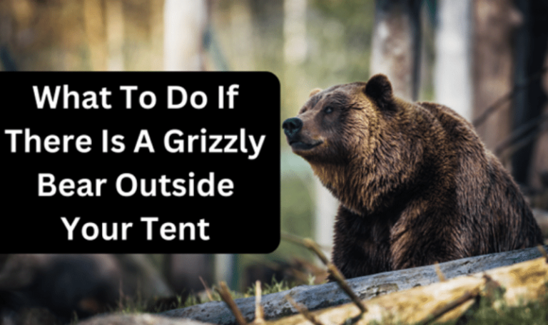 What To Do If There Is A Grizzly Bear Outside Your Tent