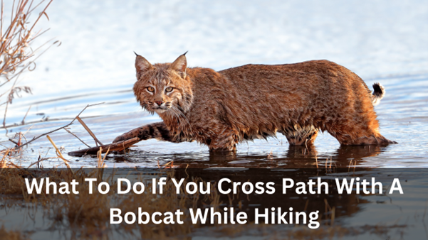What To Do If You Cross Path With A Bobcat While Hiking
