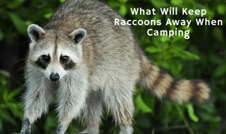 What Will Keep Raccoons Away When Camping