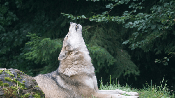 What to Do If Theres a Wolf Outside Your Tent2